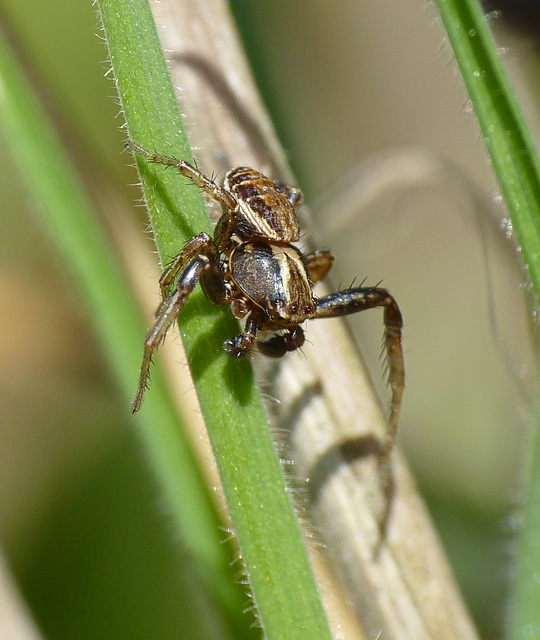 Common Crab Spider