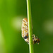 Little Bug -Example 11 & 12b