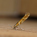 Argyresthia goedartella