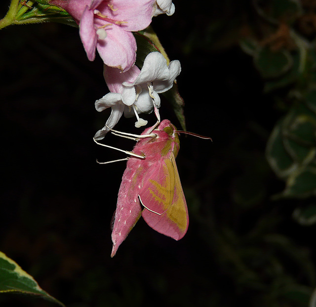 Elephant Hawk-moth