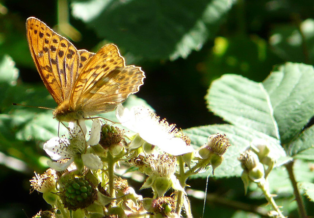 Silver Washed Fritillary 2