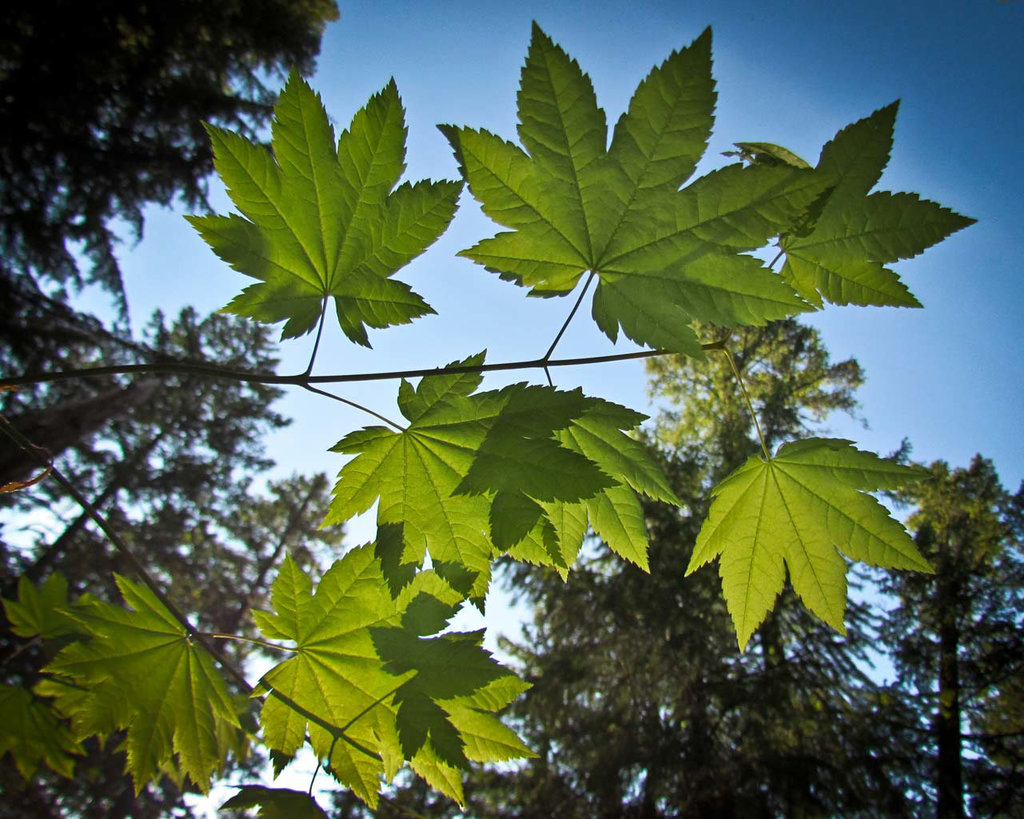 Silhouetted Leaves against Sky