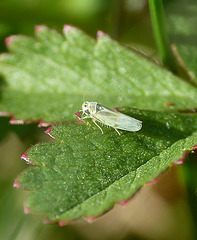 Arboridia ribauti