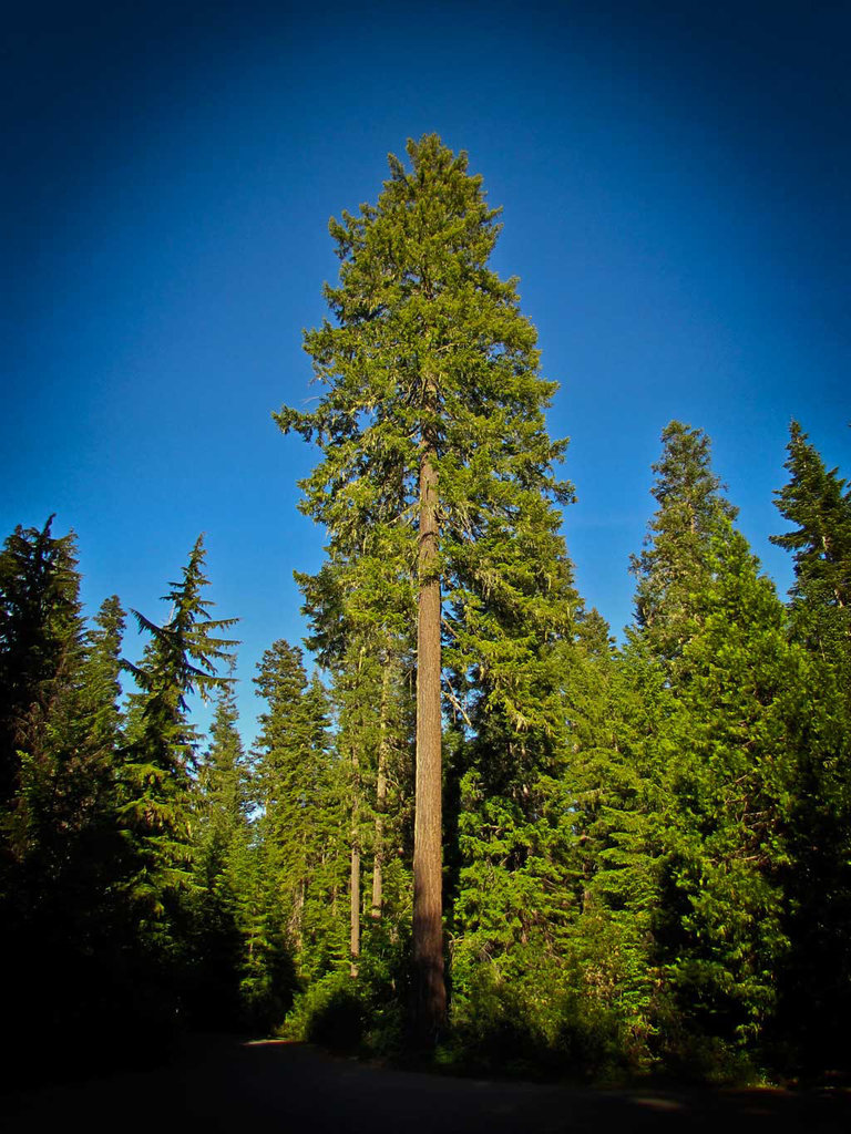 Parking Lot Pine Tree Elder