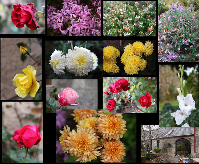 So what's still flowering in your garden on Nov 10th?