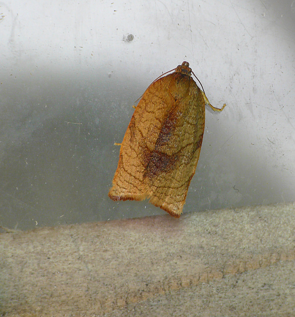 Carnation Tortrix