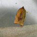 Carnation Tortrix