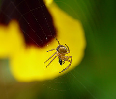 Orb Weaver Baby with Dinner