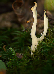 Tiny Fungi