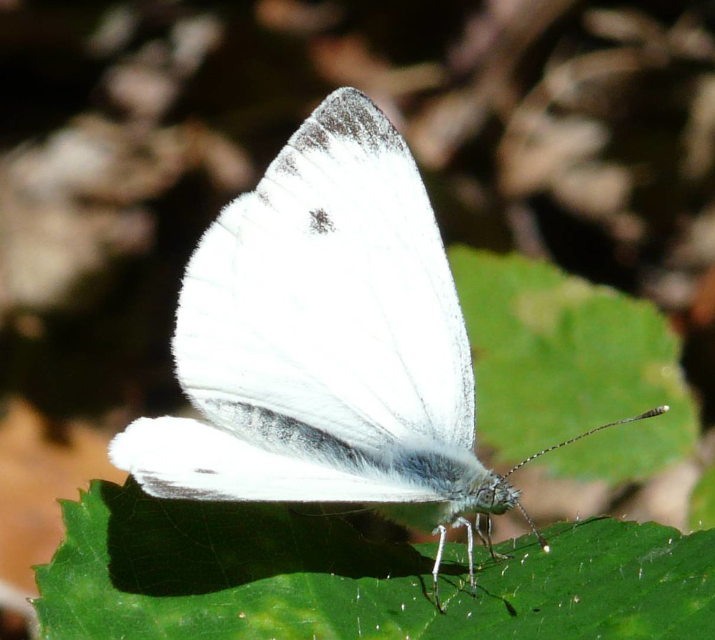 Small White