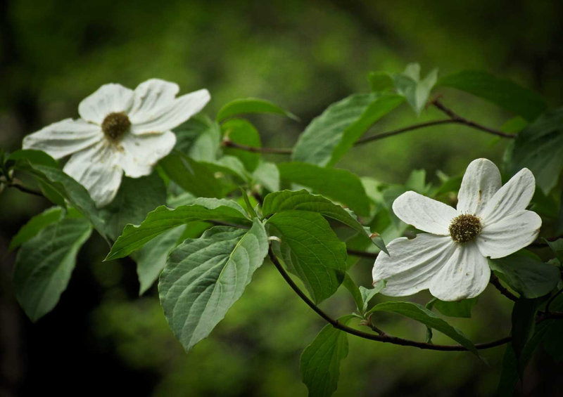 The Last Dogwoods