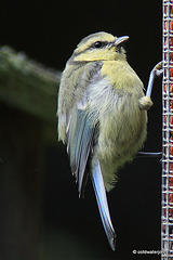 Young Bluetit