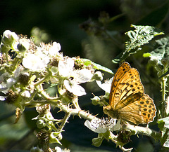 Silver Washed Fritillary 4