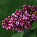 Lilacs