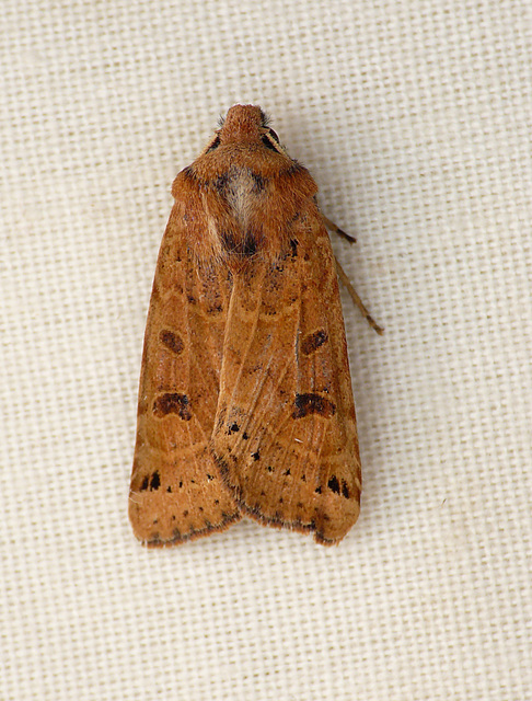 Lunar Underwing