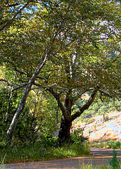 Arizona Sycamore