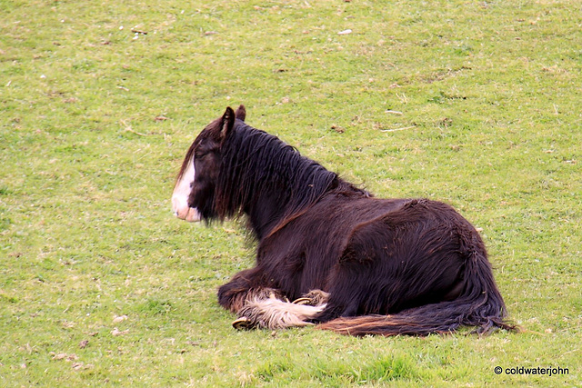 Even young Irish Gypsy Cobs need a rest now and again...