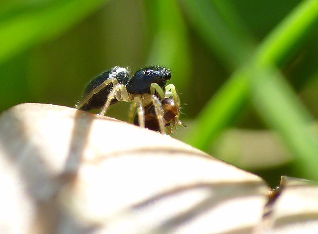 Tiny Jumping Spider Heliophanus sp