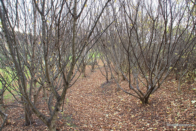 Winter hazels with carpet of leaves below them