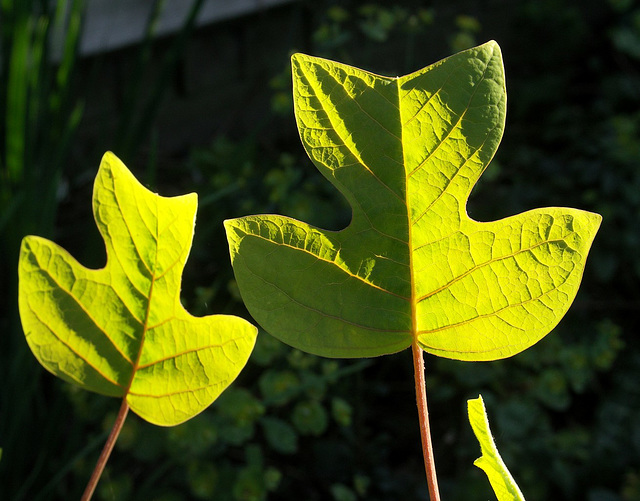 Liriodendron