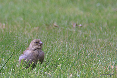Young Fledgling