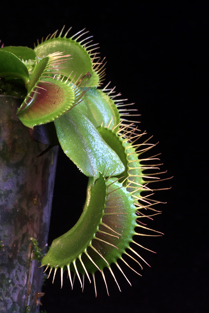Venus Fly Trap