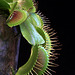 Venus Fly Trap