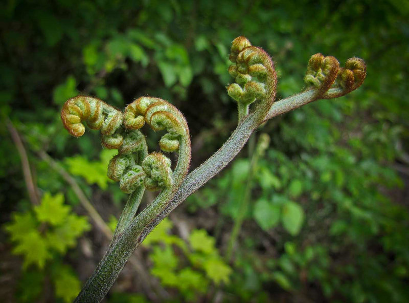 Unfurling Ferns