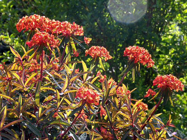 Euphorbia griffithii 'Fireglow'