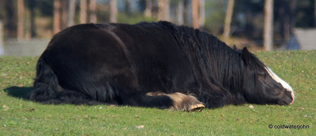 Having a snooze in the sunshine