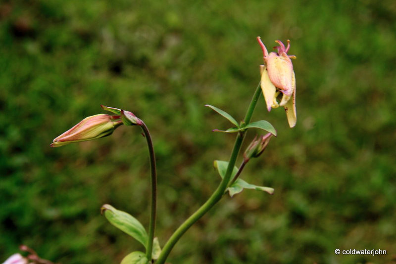 Aquilegia Chrysantha "Yellow Queen"