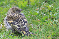 Young siskin amongst the clover