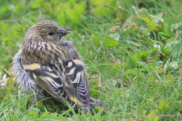 Young siskin amongst the clover