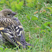 Young siskin amongst the clover
