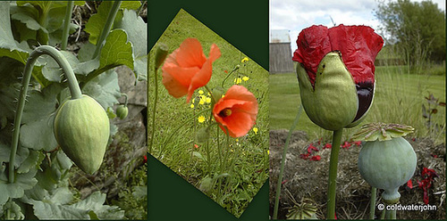 Grow your own Opium!