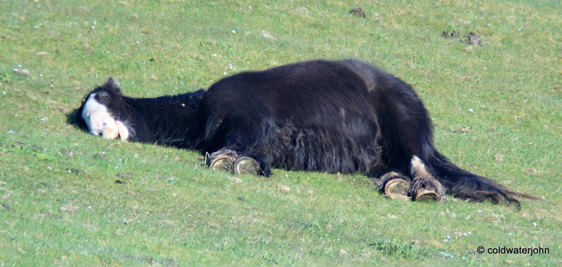 Having a snooze in the sunshine