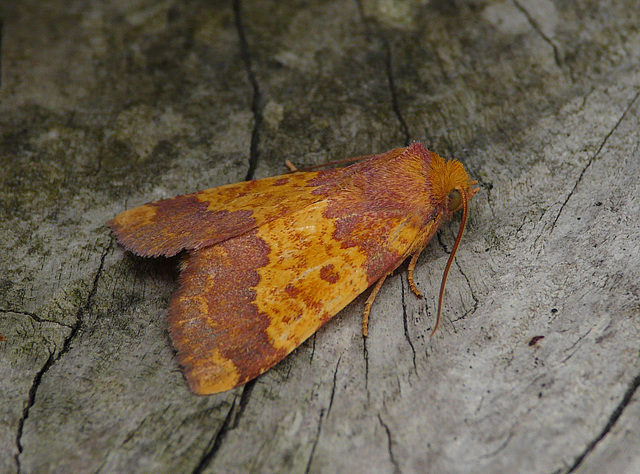 Barred Sallow Side