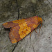 Barred Sallow Side