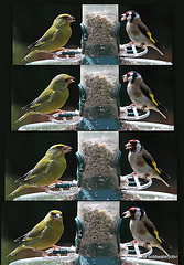 Greenfinch and Goldfinch breakfasting