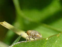 Little Bug -Example 4
