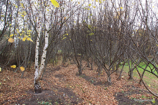 The last of summer's birch leaves with bare hazels behind.