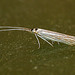 Coleophora betulella Side