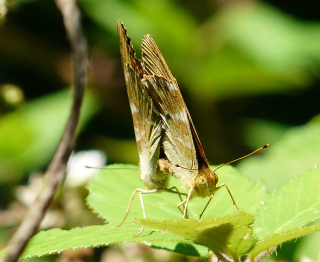 Silver Washed Fritillaries Mating 2