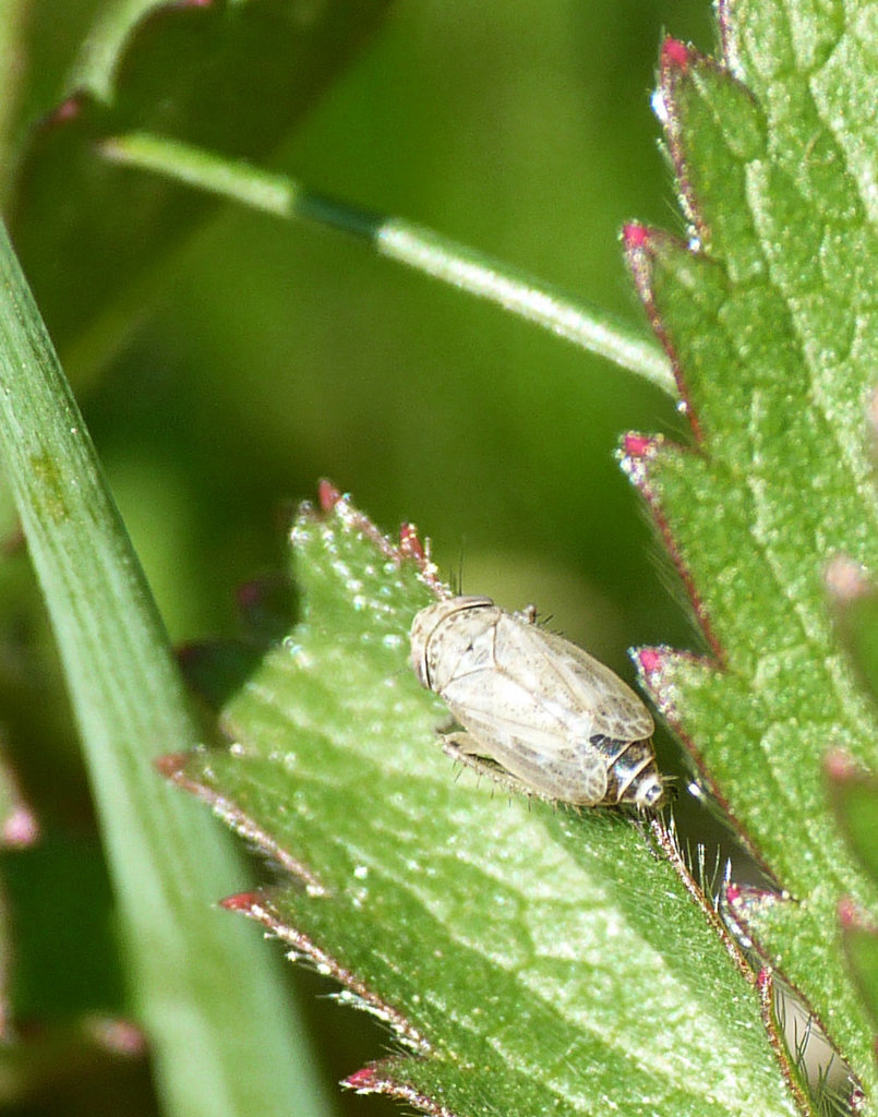 Euscelis incisus