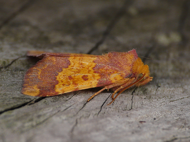 Barred Sallow