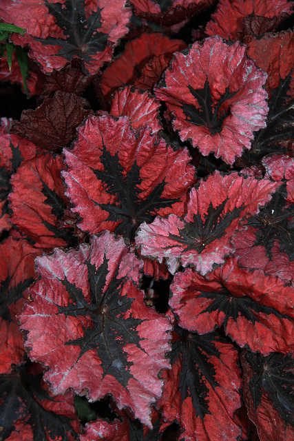 Begonia rex 'Miami Storm'