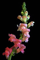 Snapdragons