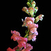 Snapdragons