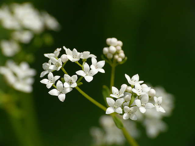 Hedge Bedstraw