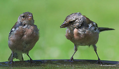 Youngsters at the Drinking Bowl